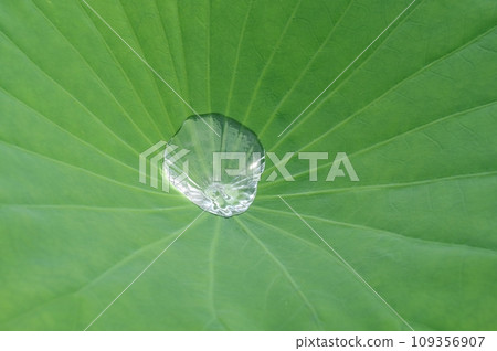 Lotus leaf swaying water Lotus leaf swaying water 109356907