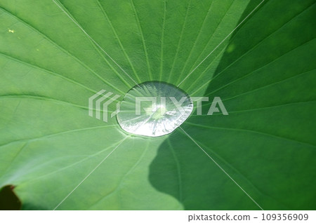 rainwater on lotus leaf rainwater on lotus leaf 109356909
