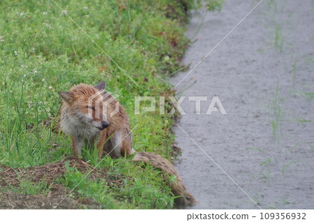 Fox in the rice field in the rain Fox in the rice field in the rain 109356932