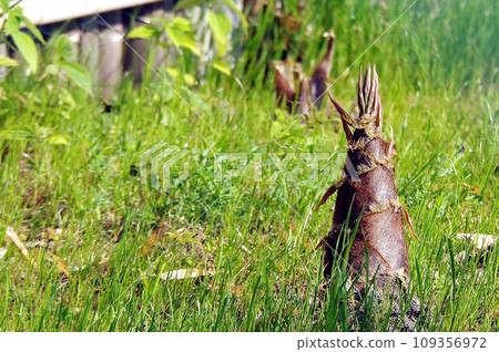 田野裡的竹筍 109356972