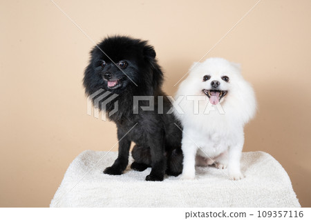 Black and white Pomeranian sitting and smiling 109357116