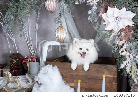 聖誕節套裝中的博美犬 109357119