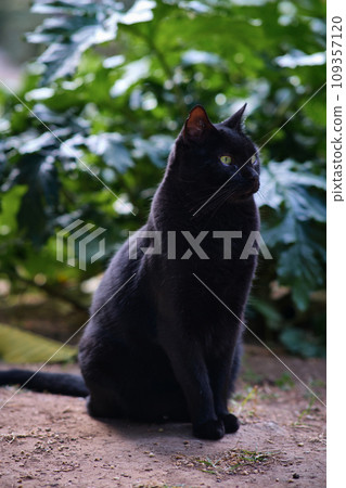 black cat on a background of green leaves 109357120