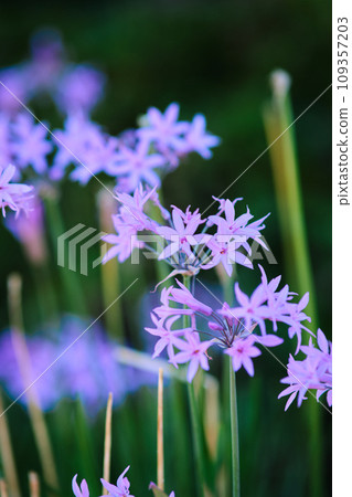 colorful purple flowers close up colorful purple flowers close up 109357203