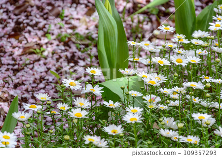 Flowers that herald the arrival of spring: Margaret and cherry blossoms 109357293
