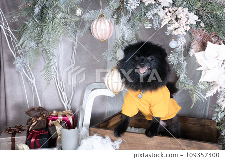 聖誕節套裝中的黑色博美犬 聖誕節套裝中的黑色博美犬 109357300