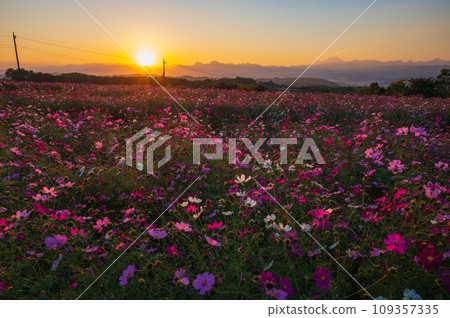 Cosmos at dusk Hanataka Observation Flower Hill Cosmos at dusk Hanataka Observation Flower Hill 109357335