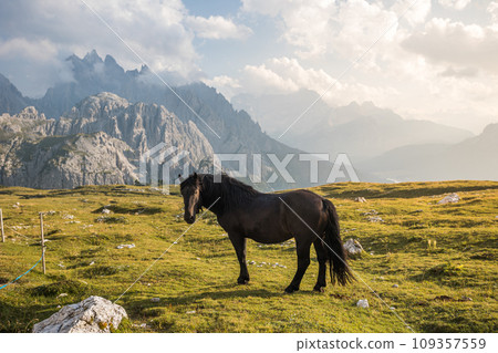 Beautiful horses in mountain landscape in the foreground, Dolomites, Italy. Sunny day. Travel concept.Tre Cime di Lavaredo with beautiful blue sky, Dolomiti di Sesto. Travel concept Beautiful horses in mountain landscape in the foreground, Dolomites, Italy. Sunny day. Travel concept.Tre Cime di Lavaredo with beautiful blue sky, Dolomiti di Sesto. Travel concept 109357559