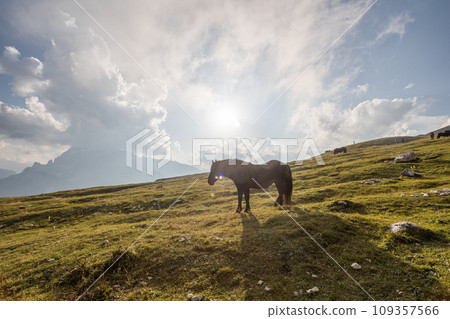 Beautiful horses in mountain landscape in the foreground, Dolomites, Italy. Sunny day. Travel concept.Tre Cime di Lavaredo with beautiful blue sky, Dolomiti di Sesto. Travel concept 109357566