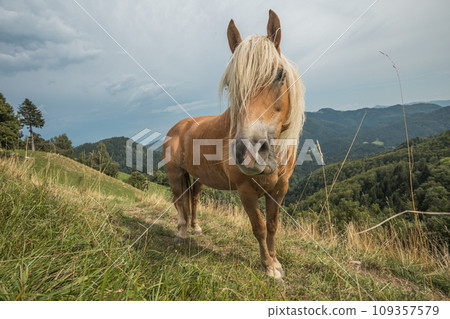 Beautiful red horse with long blond mane in summer field with mountains in background, Slovenia Beautiful red horse with long blond mane in summer field with mountains in background, Slovenia 109357579