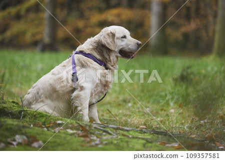 Beautiful golden retriever in the meadow in autumn forest in Denmark 109357581