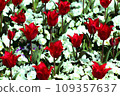 Red and white tulips 109357637