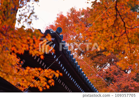 Temple eaves and autumn leaves 109357705
