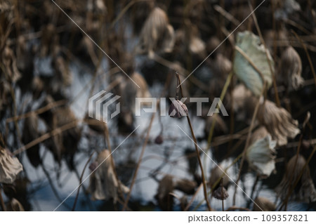A melancholy winter lotus pond A melancholy winter lotus pond 109357821