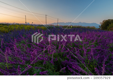 Hanataka Observation Flower Hill, Flower Garden, Lavender, Amethyst Hanataka Observation Flower Hill, Flower Garden, Lavender, Amethyst 109357929