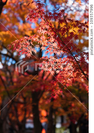 Autumn leaves in the precincts of Tofukuji Temple, Kyoto 109357996