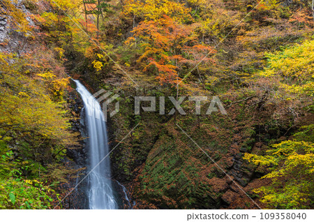 Daisen Falls in Autumn - Autumn leaves and waterfall - Seritate Yataki Falls 109358040