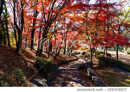 東京多摩市一本杉公園的秋葉 109358057