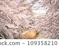 Cherry blossoms of the imperial water 109358210