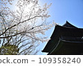 Cherry blossoms at Nanzenji 109358240