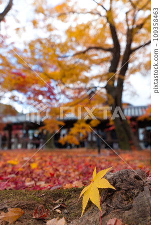 Collaboration of moss and autumn leaves in temple gardens Collaboration of moss and autumn leaves in temple gardens 109358463