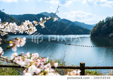櫻花季,水庫湖映襯下的櫻花、下關水壩、蜂巢湖公園(大分縣日田市中津江村栃野) 櫻花季,水庫湖映襯下的櫻花、下關水壩、蜂巢湖公園(大分縣日田市中津江村栃野) 109358549