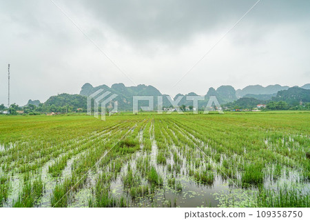 Scenery of Nimbin 109358750