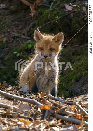 Kita狐狸的孩子們 109358773