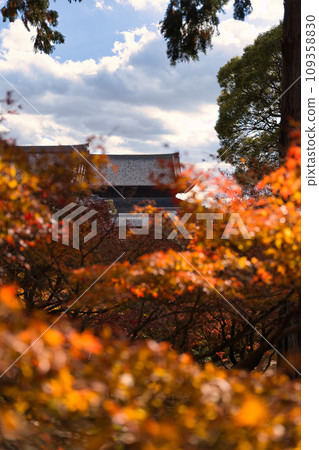 Autumn leaves in the precincts of Tofukuji Temple, Kyoto 109358830