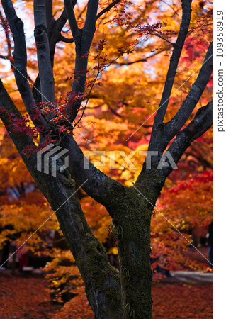 Autumn leaves in the precincts of Tofukuji Temple, Kyoto Autumn leaves in the precincts of Tofukuji Temple, Kyoto 109358919