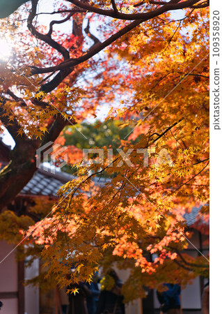 Autumn leaves in the precincts of Tofukuji Temple, Kyoto Autumn leaves in the precincts of Tofukuji Temple, Kyoto 109358920