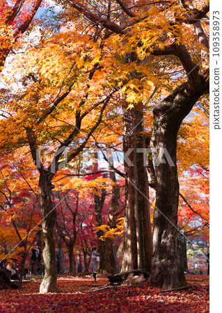 Autumn leaves in the precincts of Tofukuji Temple, Kyoto 109358973