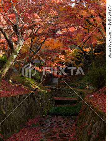 Autumn leaves in the precincts of Tofukuji Temple, Kyoto 109358977