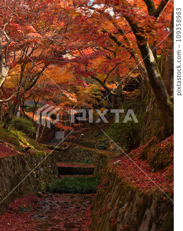京都東福寺境內的秋葉 109358983