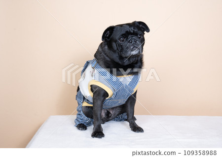 Pug fish sitting down Pug fish sitting down 109358988