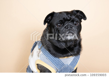 Bust up of Sakana, a sitting pug 109359003