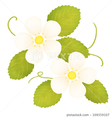 Hand drawn style strawberry flower illustration 109359107