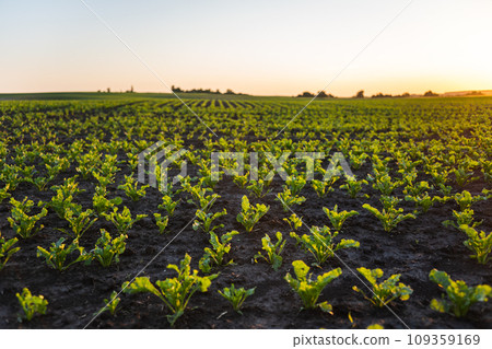 Leaf of young sugar beet root. Fresh green leaves of beetroot or beet root seedling. The concept of agriculture, healthy eating, organic food. 109359169