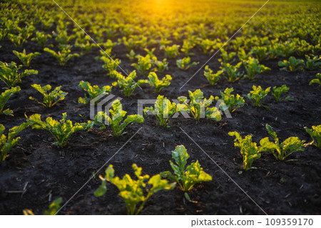 Rows of young sugar beet root plant on a agrarian field. Beetroots growing on agricultural field. The concept of agriculture, healthy eating, organic food. 109359170