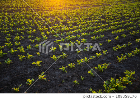 Rows of young sugar beetroot field. Leaves of young beet root plants in a sunset. Beetroots growing on agricultural field. The concept of agriculture, healthy eating, organic food. 109359176