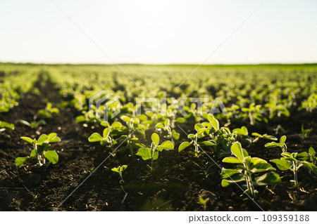 Field with young bean sprouts in the summer. A row of young soybean shoots stretches up. Rows of soy plants on an agricultural plantation. Selective focus. Field with young bean sprouts in the summer. A row of young soybean shoots stretches up. Rows of soy plants on an agricultural plantation. Selective focus. 109359188