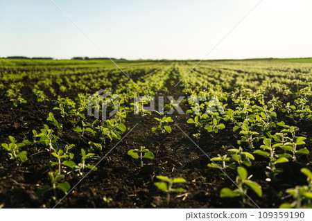 Young leaves and buds of a soybean plants during the period of active growth. Soybean agricultural field in the summer sun. Row. Selective focus. Young leaves and buds of a soybean plants during the period of active growth. Soybean agricultural field in the summer sun. Row. Selective focus. 109359190