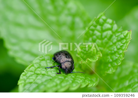 Hakkahamushi Hakkahamushi 109359246