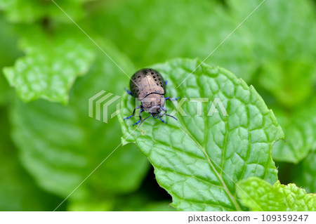 Hakkahamushi Hakkahamushi 109359247