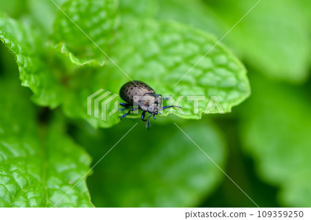 Peppermint 109359250