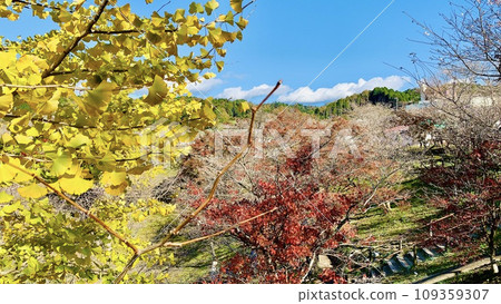 季節性櫻花、紅葉和銀杏樹的結合<大原交流公園/愛知縣豐田市> 季節性櫻花、紅葉和銀杏樹的結合<大原交流公園/愛知縣豐田市> 109359307