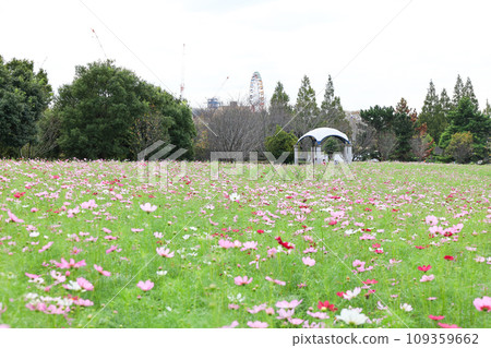 [Inzai City, Chiba Prefecture] Scenery of the cosmos field at Inzai Makinohara Park 109359662