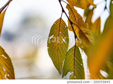 Autumn: Japan Autumn: Japan 109359845