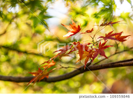 Autumn: Japan Autumn: Japan 109359846