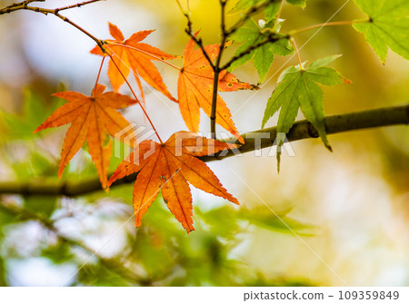Autumn: Japan 109359849